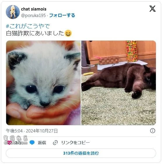 收养了只白色小奶猫 4年后彻底黑化 诈骗吗(组图)