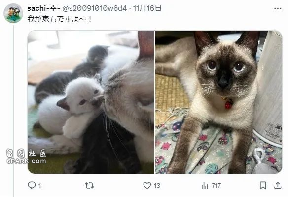 收养了只白色小奶猫 4年后彻底黑化 诈骗吗(组图)